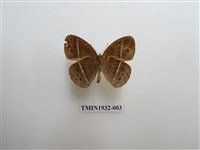 藏品(淡色眉眼蝶)的圖片